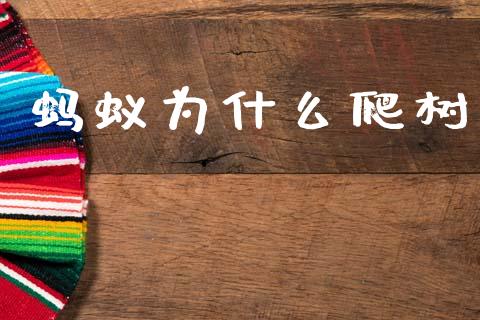 蚂蚁为什么爬树_https://wap.ycdhulan.com_货币市场_第1张